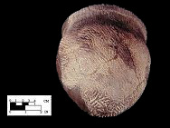 Shepard reconstructed vessel with a close up view of base on right, from the Shepard site 18MO3-SI Cat. #390889B. - Courtesy of the Smithsonian Institution, Museum of Natural History, Department of Anthropology.